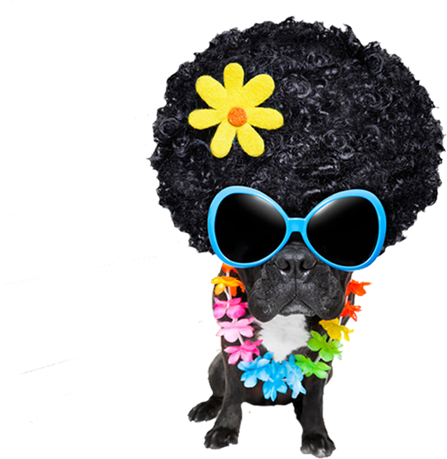 Hund mit Sonnenbrille